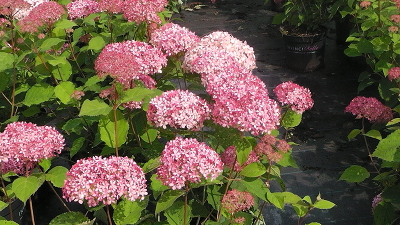 Гортензия древовидная (Hydrangea arborescens `Pink Annabelle`)Р9