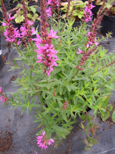 Дербенник иволистный (Lythrum salicaria `Morden Pink`) С3