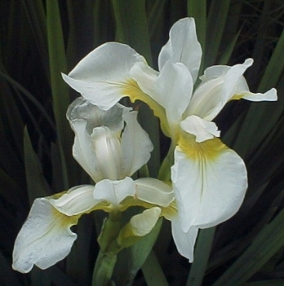 Ирис сибирский (Iris sibirica `Snow Queen`)C2-C3