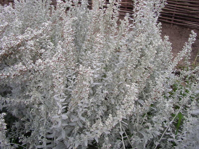 Полынь Людовика (Artemisia ludoviciana) С2-С3