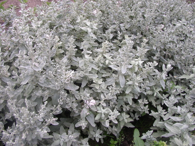 Полынь Пурша (Artemisia purshiana) С2-С3