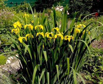 Ирис болотный (Iris pseudacorus) С2 - С3