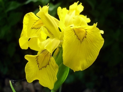 Ирис болотный (Iris pseudacorus) Flore Plena C 3