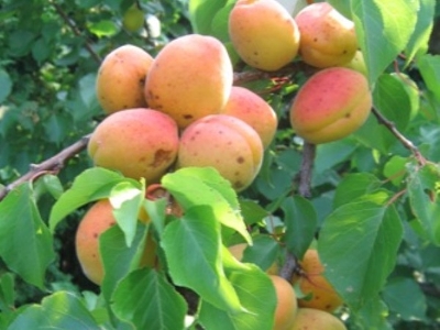 Абрикос (Prunus armeniaca `Монастырский`)