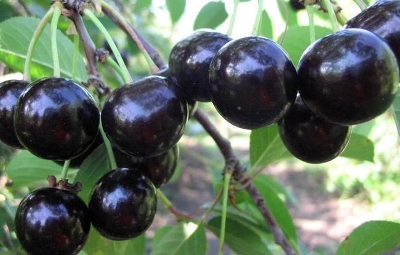 Вишня сортовая (Prunus cerasus `Владимирская`)