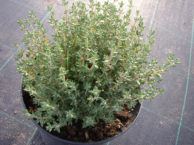 Тимьян обыкновенный (Thymus vulgaris `Compactus`) С2-С3