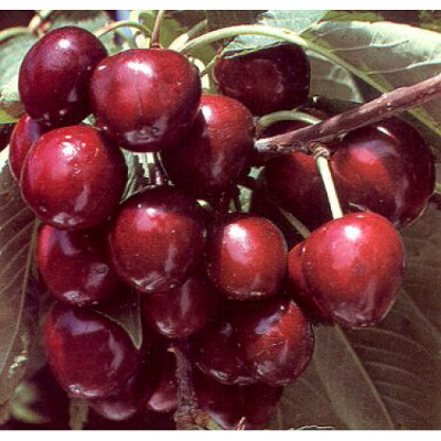 Вишня сортовая (Prunus cerasus `Любская`)