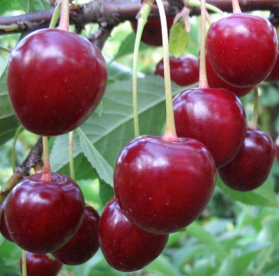 Вишня сортовая (Prunus cerasus `Тургеневка`)