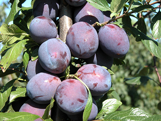 Слива привитая (Prunus domestica `Венгерка Московская`)
