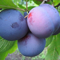 Слива привитая (Prunus domestica `Заречная ранняя`)