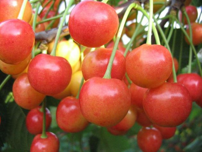 Черешня сортовая ( Prunus avium `Брянская розовая`)