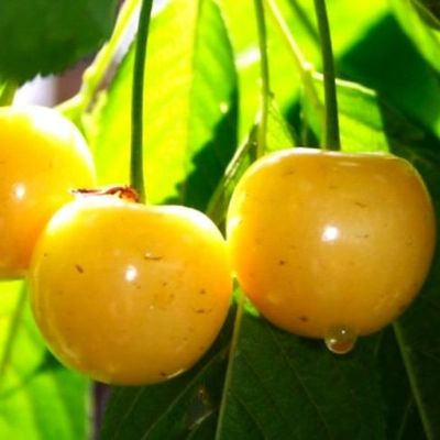 Черешня сортовая (Prunus avium `Рондо`)