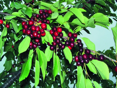 Черешня сортовая (Prunus avium `Теремошка`)