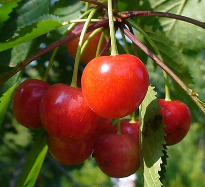 Черешня сортовая (Prunus avium `Фатеж`)