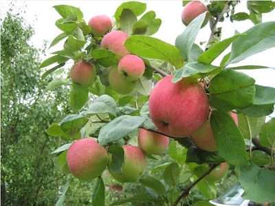 Яблоня плодовая (Malus domestica `Августа` ( карликовый подвой)