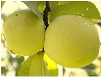 Яблоня плодовая (Malus domestica `Антоновка`)