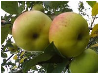 Яблоня плодовая (Malus domestica `Богатырь`)
