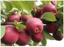 Яблоня плодовая (Malus domestica `Бессемянка мичуринская`)