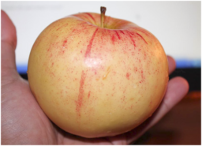 Яблоня плодовая (Malus domestica `Болотовское`)