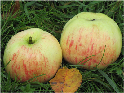Яблоня плодовая (Malus domestica `Избранница`)