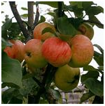 Яблоня плодовая (Malus domestica `Коричное новое`)