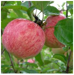 Яблоня `Коричное полосатое` (Летний сорт)
