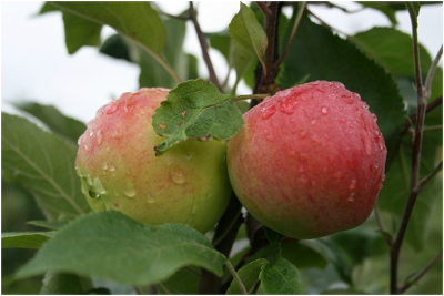 Яблоня плодовая (Malus domestica `Мантет`)