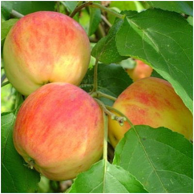 Яблоня плодовая (Malus domestica `Юбиляр`)