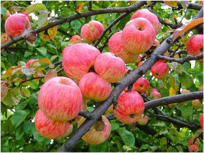 Яблоня плодовая (Malus domestica `Яблочный спас`)