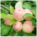 Яблоня плодовая (Malus domestica `Грушовка Московская`)