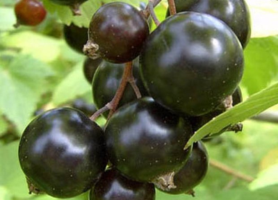 Смородина черная (Ribes nigrum `Дар Смоляниновой`)С 3
