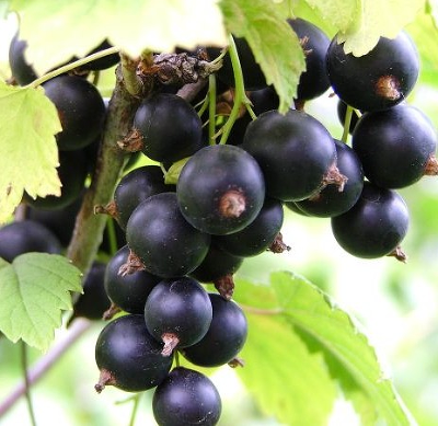 Смородина черная (Ribes nigrum `Черный жемчуг`) С 5