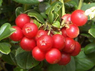 Брусника (Vaccinium vitis idaea L.) С 1