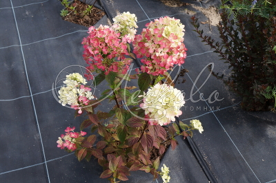 Гортензия метельчатая (Hydrangea paniculata `Diamant Rouge`) C 5