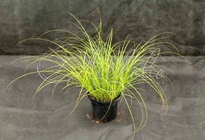 Осока гладконосая (Carex leiorhyncha) С2-С3