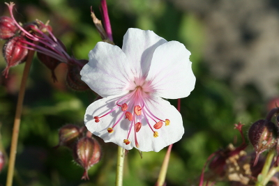 Герань кантабриджийская (Geranium cantabrigense `Biokovo `) С 3