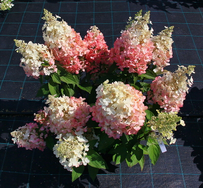 Гортензия метельчатая (Hydrangea paniculata `Baby Lace`),С3