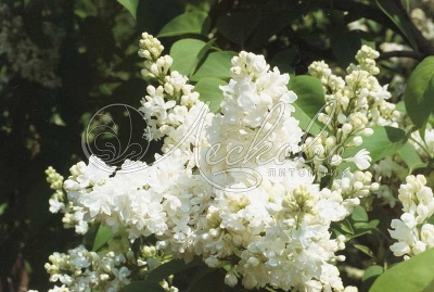 Сирень обыкновенная (Syringa vulgaris `Мадам Лемуан`) С 7,5-С10