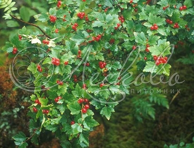 Смородина альпийская (Ribes alpinum `Schmidt),С5