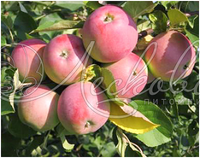 Яблоня плодовая (Malus domestica `Вишневое`)