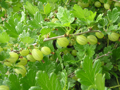 Крыжовник (Ribes grossularia `Малахит`) С3