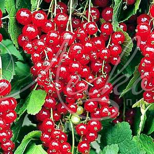 Смородина красная (Ribes rubrum `Натали`) С5