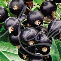 Смородина черная (Ribes nigrum `Селеченская`) С5
