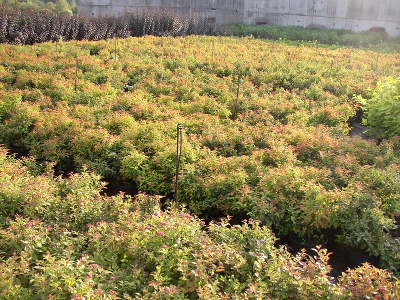 Спирея японская (Spiraea japonica `Goldmound`) P9