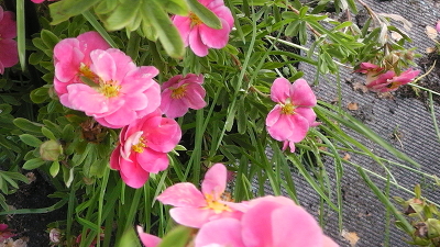 Лапчатка кустарниковая (Potentilla fruticosa `Pink Paradise`),C 3