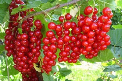 Смородина красная (Ribes rubrum `Rovada`) C3