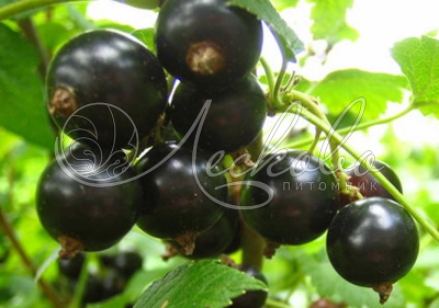 Смородина черная (Ribes nigrum `Багира`) С 5