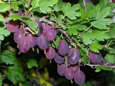Крыжовник (Ribes grossularia `Грушенька`)С-3