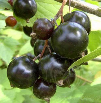 Смородина черная (Ribes nigrum `Зуша`),С5