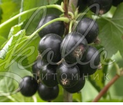 Смородина черная (Ribes nigrum `Волшебница`) ,С5